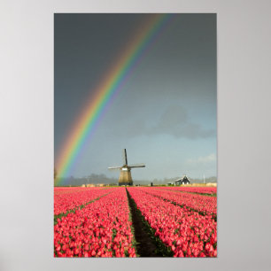 Regnbåge, tulpaner och lodrät av kvarn poster