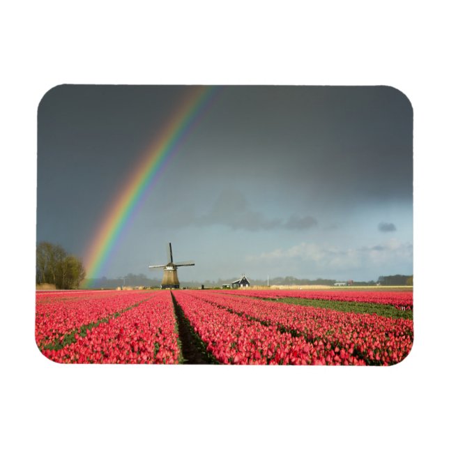 Regnbåge, tulpaner och rektangulära kvarn magnet (Horisontell)