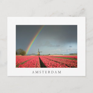 Regnbåge, tulpaner och vykort från kvarn Amsterdam