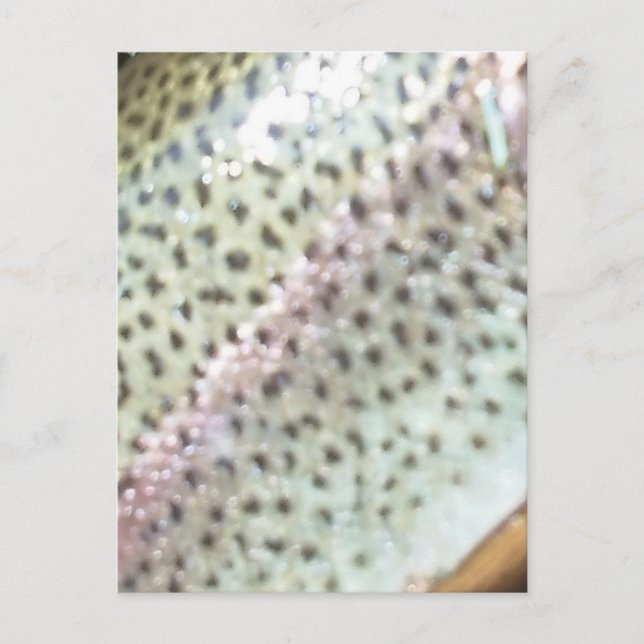 Regnbåge Vykort (Framsida)