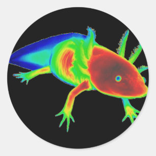 RegnbågeAxolotlklistermärkear Runt Klistermärke