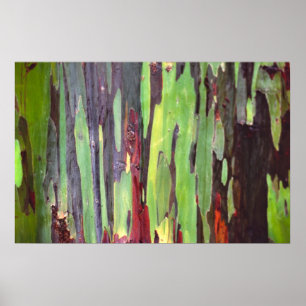 RegnbågeEucalyptus 1 Poster