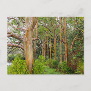 RegnbågeEucalyptus. Maui Hawaii Vykort