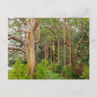 RegnbågeEucalyptus. Maui Hawaii Vykort