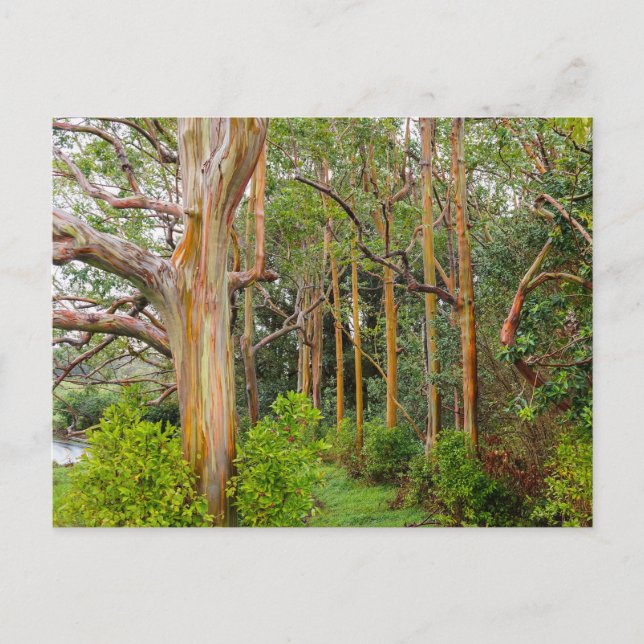 RegnbågeEucalyptus. Maui Hawaii Vykort (Framsida)