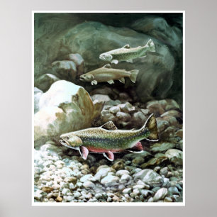 regnbågeforell i bäckfiskeaffisch FRÅN 8,99 Poster