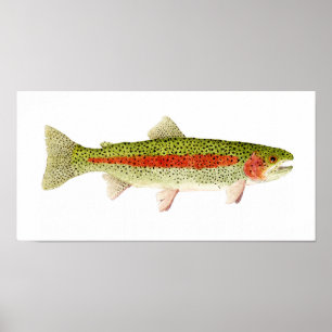 Regnbågeforell Poster