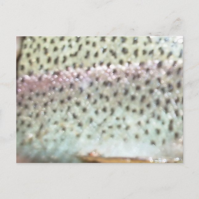 Regnbågeforell Vykort (Framsida)