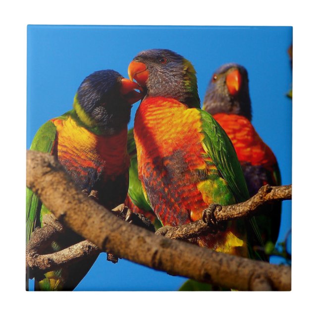 Regnbågen Lorikeet kvadrerar belägger med tegel Kakelplatta (Framsidan)