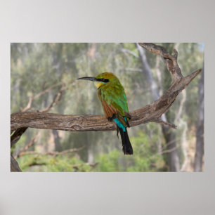 Regnbågfågel, Australien Poster
