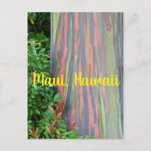 Regnbågs-Eukalyptus Träd Maui, Hawaii Vykort