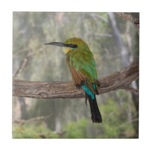 Regnbågsbiätare, Australien Kakelplatta