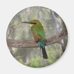 Regnbågsbiätare, Australien Magnet