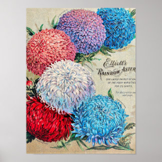 Regnbågsblåsor Vintage Blommfrökatalog Art Poster