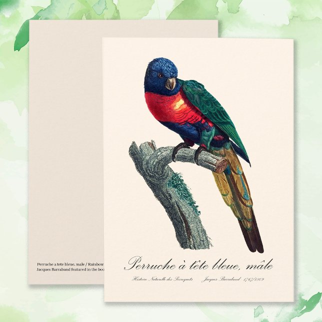 Regnbågslorikit hane, Trichoglossus Moluccanus Tack Kort (Rainbow Lorikeet Male, Trichoglossus Moluccanus. Thank You Card)
