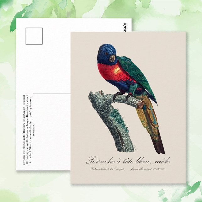 Regnbågslorikit hane, Trichoglossus Moluccanus Vykort (Rainbow Lorikeet Male, Trichoglossus Moluccanus. Postcard)