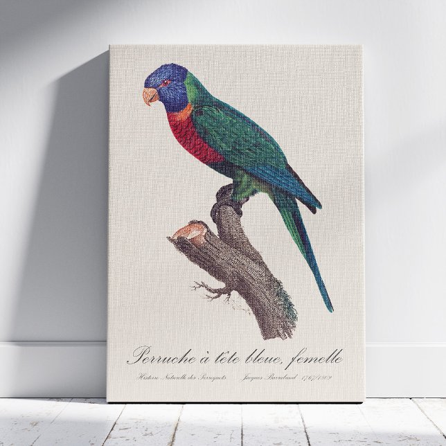 Regnbågslorikit hona, Trichoglossus moluccanus Canvastryck (Perruche a tete bleue, femelle / Rainbow lorikeet, female. Canvas Print)