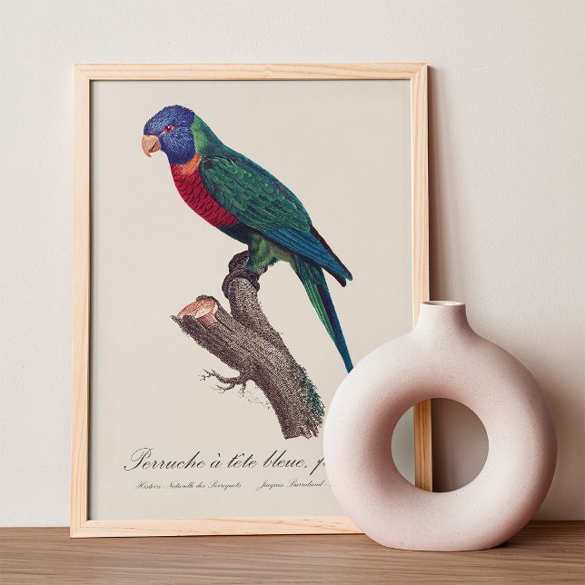 Regnbågslorikit hona, Trichoglossus moluccanus Fototryck (Perruche a tete bleue, femelle / Rainbow lorikeet, female. Photo Print)