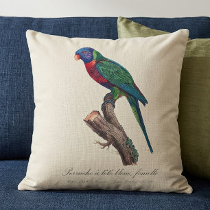 Regnbågslorikit hona, Trichoglossus moluccanus Kudde
