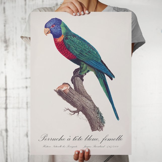 Regnbågslorikit hona, Trichoglossus moluccanus Poster (Perruche a tete bleue, femelle / Rainbow lorikeet, female. Poster)