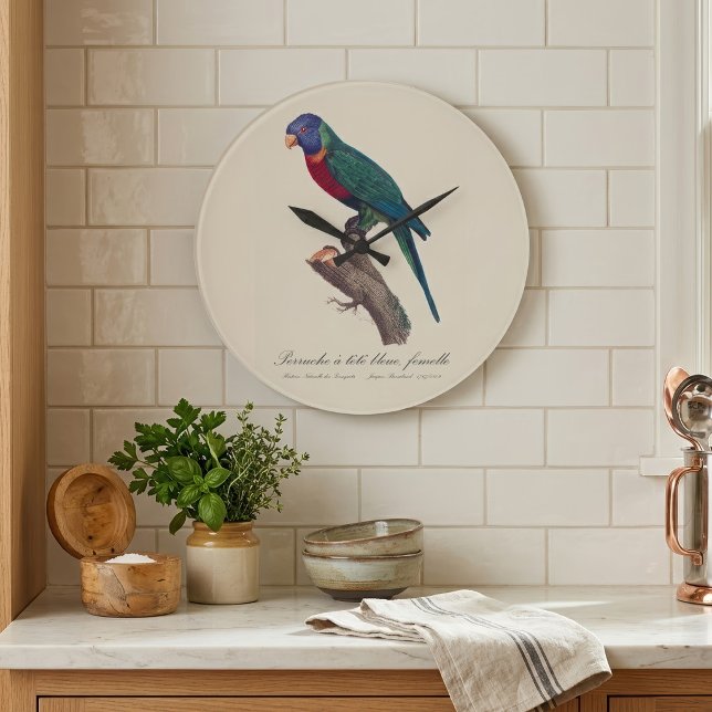 Regnbågslorikit hona, Trichoglossus moluccanus Stor Klocka (Perruche a tete bleue, femelle / Rainbow lorikeet, female. Large Clock)