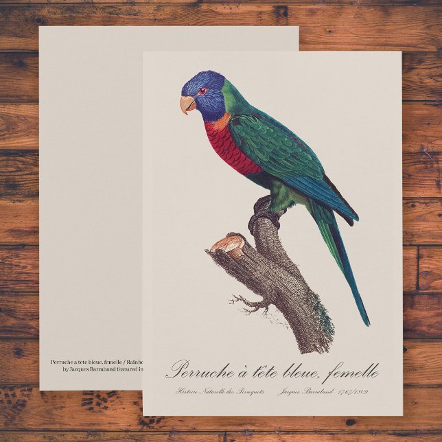 Regnbågslorikit hona, Trichoglossus moluccanus Tack Kort (Perruche a tete bleue, femelle / Rainbow lorikeet, female. Thank You Card)