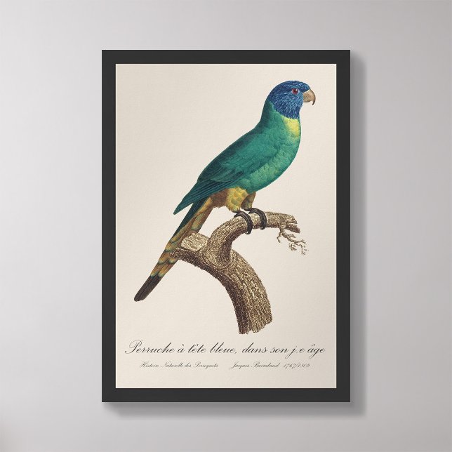 Regnbågslorikit, juvenil fototryck (Skapare uppladdad)