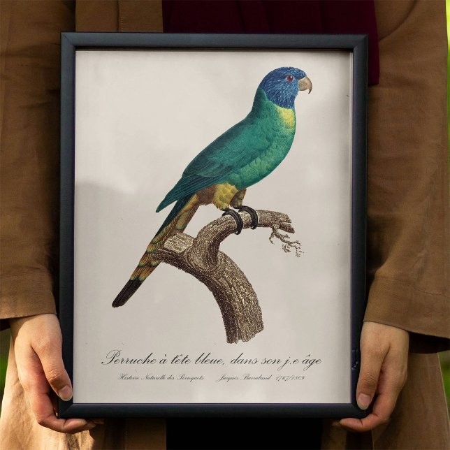 Regnbågslorikit juvenil Trichoglossus moluccanus Fototryck (Perruche a tete bleue / Rainbow lorikeet, juvenile. Photo Print)