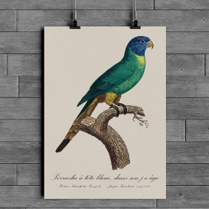 Regnbågslorikit juvenil Trichoglossus moluccanus Poster
