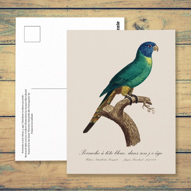 Regnbågslorikit juvenil Trichoglossus moluccanus Vykort (Perruche a tete bleue / Rainbow lorikeet, juvenile. Postcard)