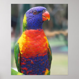 Regnbågslorikit (Trichoglossus haematodus 2 Poster