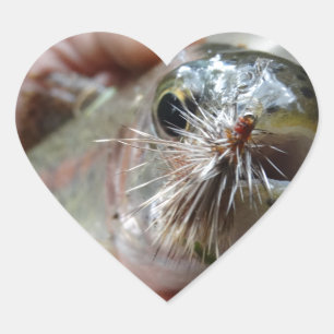 Regnbågsöring foto hjärtformat klistermärke