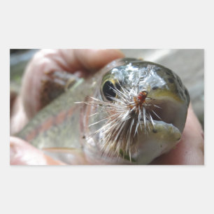Regnbågsöring foto rektangulärt klistermärke
