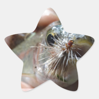 Regnbågsöring foto stjärnformat klistermärke