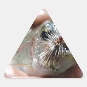 Regnbågsöring foto triangelformat klistermärke