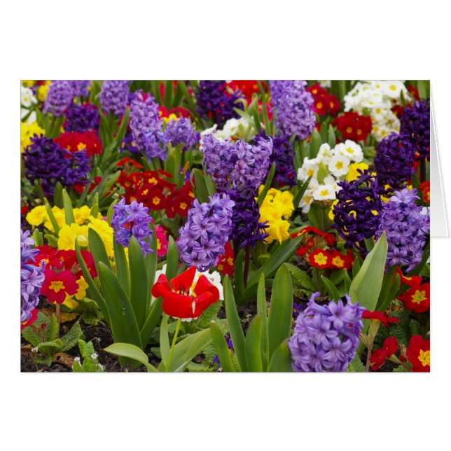 Regnbågssamling Hälsningskort (Framsidan Horizontal)