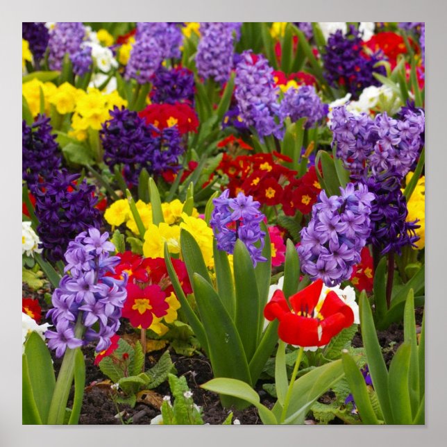 Regnbågssamling Poster (Framsidan)