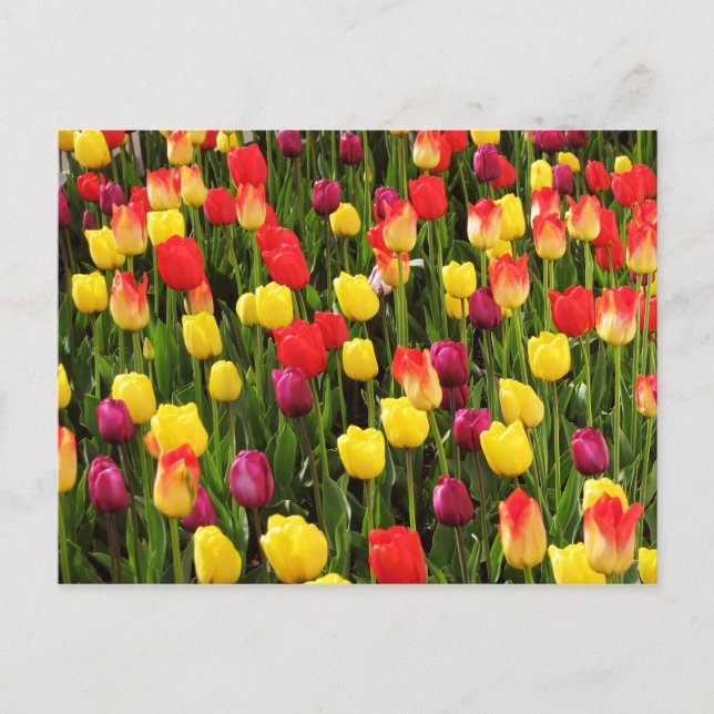 Regnbågsterapetik Vykort (Framsida)