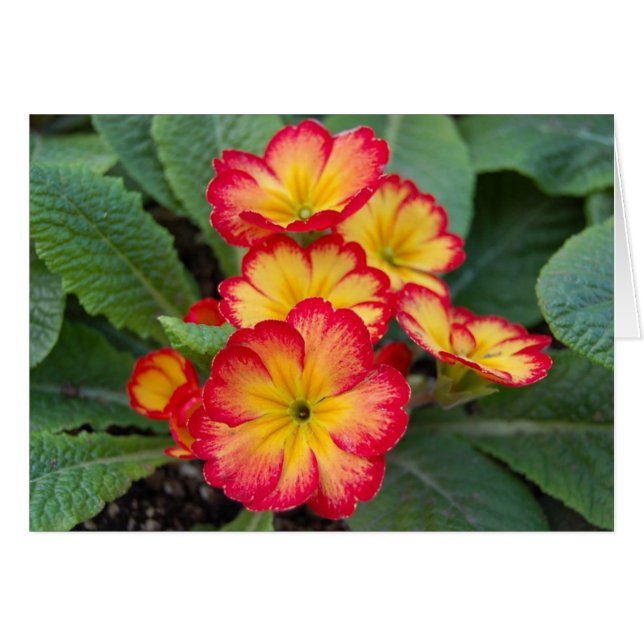 regnblomma hälsningskort (Framsidan Horizontal)
