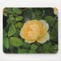 Regndroppar i Gul ros