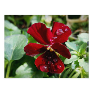 Regndroppar i pansy fototryck
