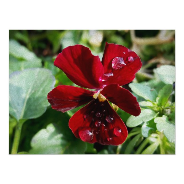 Regndroppar i pansy fototryck (Framsidan)