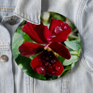Regndroppar i pansy knapp