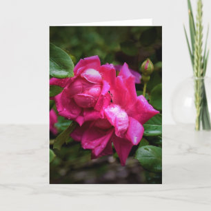 Regndroppar och Röd ros, kort