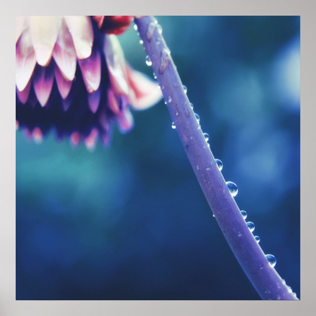 Regndroppar på Abstrakten Flower Stem-makro Poster (Framsidan)