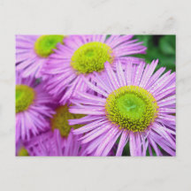 Regndroppar på Asters