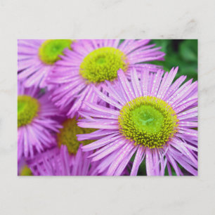 Regndroppar på Asters Vykort