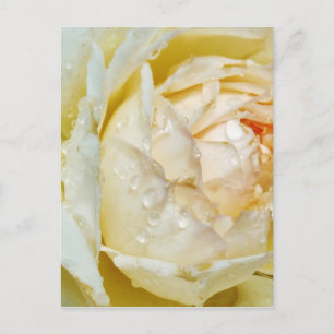 Regndroppar på Champagne Blush  Vit Ros blom- Vykort