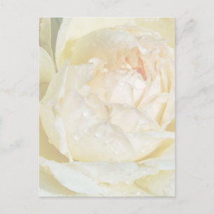 Regndroppar på Champagne Vit ros blommigt Po Vykort