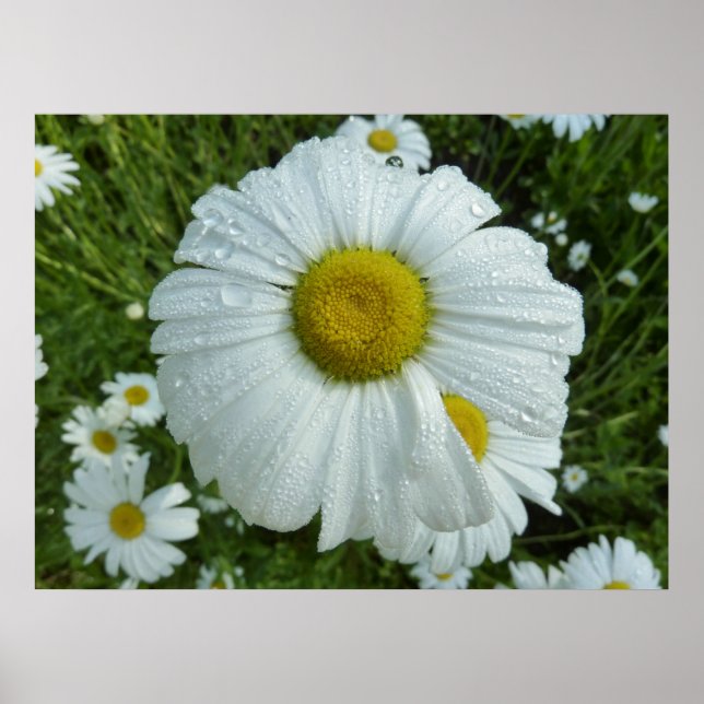 Regndroppar på Daisy I Wildblomma-Blommigten Poster (Framsidan)